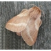 Lackey Moth Malacasoma neustria 6 cocoons for breeding